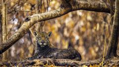 Jaguar com corpo acinzentado em meio a floresta queimada