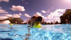 Dogs and their owners swim together