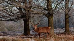 What are ancient trees and how are they protected?