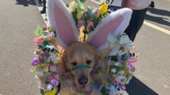 Pooches get their paws on Easter bonnets for RNLI