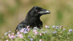 New powers to shoot ravens after livestock attacks