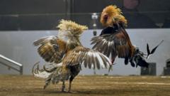 Could a Volcanic Lake Hold the Key to Finding 34 Missing Cockfighting Gamblers?