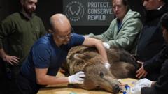 Bear ‘not out the woods’ after brain surgery