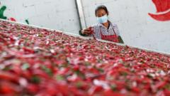 Seorang karyawan mengolah cabai merah di sebuah pabrik makanan pada 13 September 2022 di Chongqing, China.