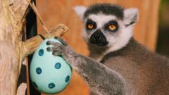 Council receives first application to keep primate