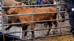 Dedfrydu dynion am ddwyn gwartheg ar Ynys Môn a'u cludo i Loegr