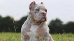 Pair sentenced for illegal cropping of dogs’ ears