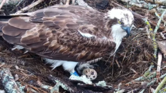 Returning ospreys lay first egg of the season