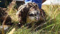 Gweilch y Pysgod wedi magu cywion am y tro cyntaf ar Ynys Môn