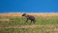 Spotted Hyena running, Rift Valley Province, Maasai Mara, Kenya on August 11, 2021 in Maasai Mara, Kenya. 