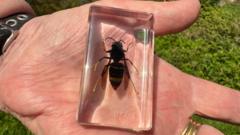 Traps set to see if Asian hornet survived NI winter