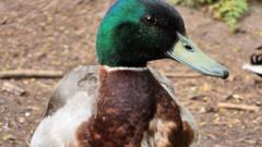 Your photos: A duck, pink blossom and a windmill
