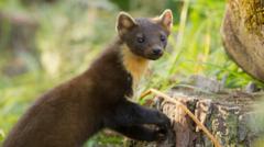 'Positive sign' as pine martens released on Exmoor
