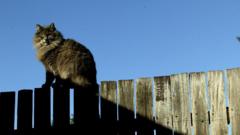 Cat poo row goes to high court after neighbours kick up a stink