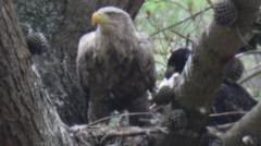 Three white-tailed eagles fledge in record year