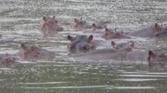 நீர் யானை, உலகம்