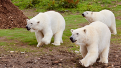 Paragliders inches from being polar bears’ lunch
