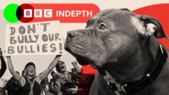 Dog attacks are still rising - even after the XL bully ban