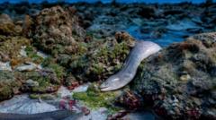 Pictured: Winning entries for Wildlife Photographer of the Year 2025
