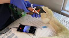 Swan 'lucky to survive' ball bearing attack