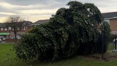 Man 'deeply ashamed' for chopping down village Christmas tree