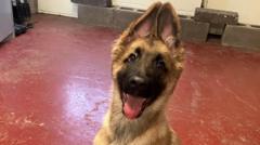 Abandoned puppy's police training 'going well'