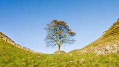 Counting rings reveals Sycamore Gap tree age range