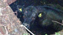 Fire crews in 11-hour rescue of cow from underground ice house