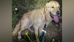 Dog rescued after 80ft fall, says coastguard