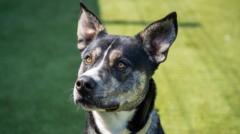 'Underdogs' struggling to find forever homes