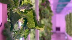 The crops being grown indoors without sun or soil