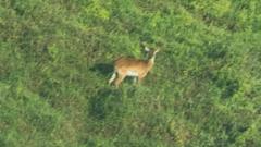 Rare antelope captured on camera as experts say under 100 exist