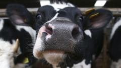 First cow tests positive for bluetongue virus in Scotland