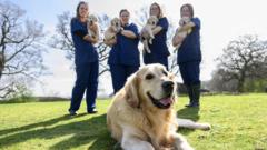 Guide dog dad of more than 300 puppies retires
