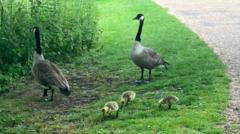Goose found shot at lake in 'disturbing' incident