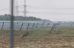 Rescue bid for deer trapped in solar farm