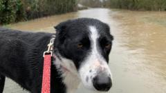 Your photos: Wet dogs and colourful blooms