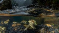 toads laying eggs under rainy water