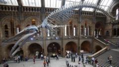 A blue whale skeleton hanging in the main hall of the Natural History Museum