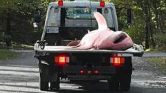 Massive great white shark washes up dead on Cape Cod beach