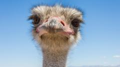 Ostriches facing cull at Canada farm find unexpected allies