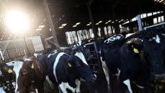 Hundreds oppose 'cruel' plans to build cattle complex