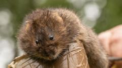 Water voles return to reserve after 40 years