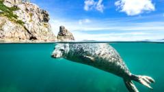 A young grey seal (Halichoerus grypus) swims at surface beneath the cliffs of Lundy Island, Devon, England