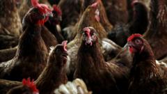 Cull after more bird flu cases identified on farms