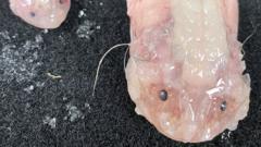 ikan siput