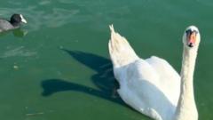 Death of swan family leaves residents 'devastated'