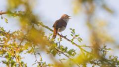 Hundreds of species identified at former farmland