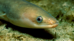 Why eels are being reintroduced to British waterways