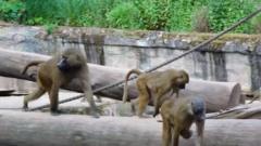 Why Did a German Zoo Cull Baboons Amid Overcrowding?